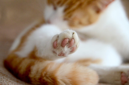 Close up, Orange cat licks her arms clear image of cat tongue. High quality photoの写真素材