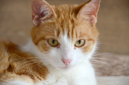 Felis silvestris forma catus, Domestic-cat, red-white, lying. Close up, Orange cat licks her arms clear image of cat tongue. High quality photoの写真素材