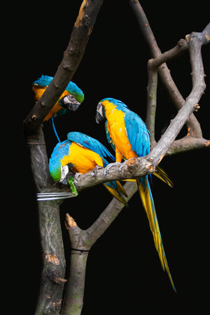 The blue-throated macaw (Ara glaucogularis; previously Ara caninde) is a macaw endemic to a small...
