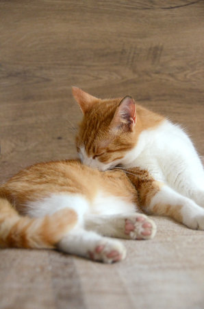 Felis silvestris forma catus, Domestic-cat, red-white, lying. Close up, Orange cat licks her arms clear image of cat tongue. High quality photoの写真素材