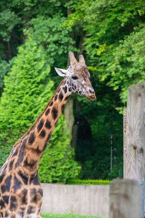 portrait of a giraffe head with big years and a funny look. Close-up portrait of a beautiful giraffe in front of a lush green bokeh background. High quality photoの写真素材