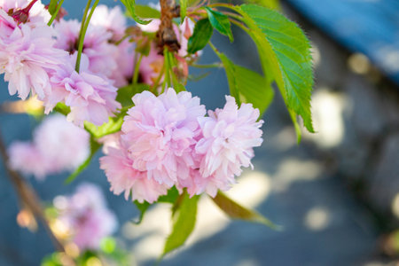Sakura blossom. Pink japanese cherry bloom flowers on blurred spring background. Beautiful cherry...