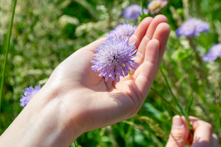 a woman collects clover flowers and prepares ingredients for traditional medicine. High quality photoの写真素材