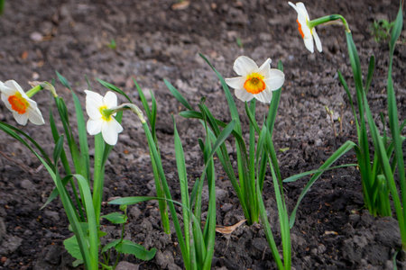 Beautiful colorful narcissus or Daffodil close up evening light. Narcissus is a genus of predominantly spring perennial plants of the amaryllis family, Amaryllidaceae. High quality photo.の写真素材