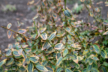 A plant with green and yellow leaves and white and orange leaves. High quality photoの写真素材