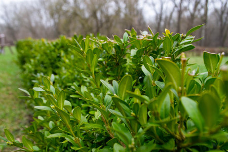 A row of green plants. High quality photo