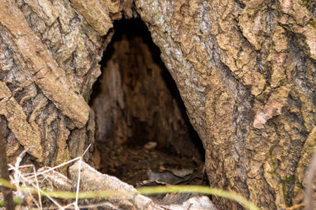 A close up of a tree trunk with a piece of wood that has the word wood on it. High quality photo