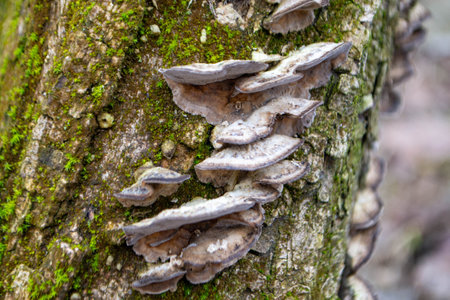 A tree trunk with a mushroom on it. A mushroom sits on a log in the woods. High quality photo
