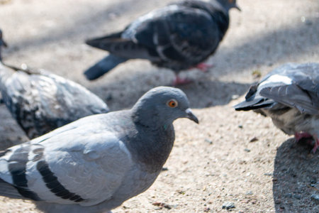 Feral pigeon with open beak on the street. Also called city doves, city pigeons, or street pigeons....