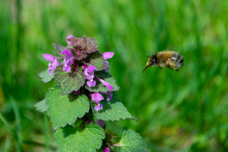 Beautiful flower on clover in nature. Collection and preparation of medicinal plants in summer. Girl...