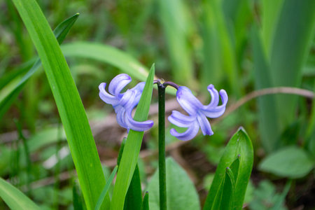 Spanish bluebell - Latin name - Hyacinthoides hispanica. High quality photo