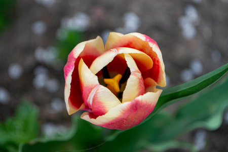 fragile beauty of red tulip flower in a garden. yellow-red tulip bud close-up on a flower bed....