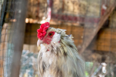 A rooster close-up profile in a rustic barn's chicken coop. Rooster has gray and white feathers with...