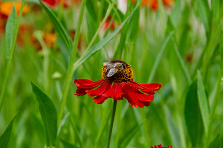 A bee sitting Helenium Moerheim Beauty sneezeweed in flower during the summer months. Wetern Honey Bee Apis mellifera on helenium flower. High quality photoの写真素材