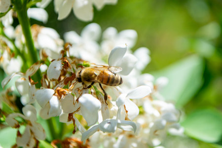 Close-up of garden bumblebee (Bombus hortorum) collecting nectar from blooming white cherry (Prunus...