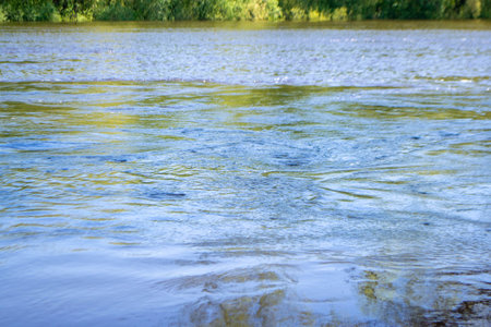 Seagull flying on the dirty water with plastic bottle rubbish float on the water as background in...