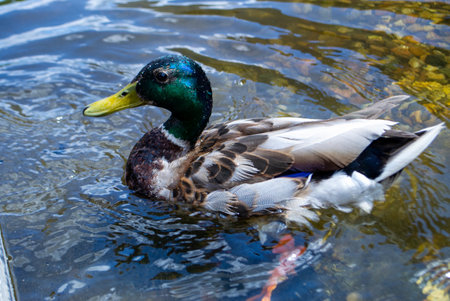 Image of an animal a wild drake and a duck sail on a pond. High quality photoの写真素材