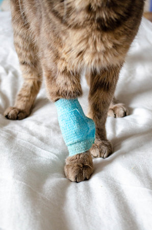 The cat's paw is bandaged. High quality photoの写真素材