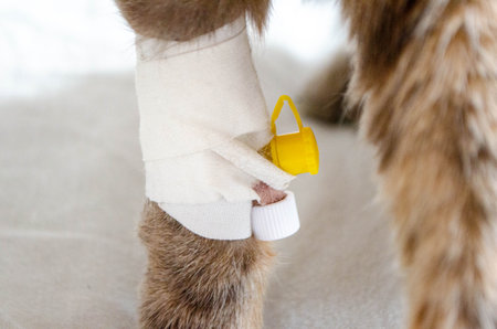Sick cat with Saline intravenous in the animal hospital. The cat's paw is tied to the infusion therapy table. The paw is bandaged .の写真素材