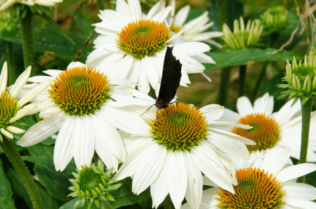 Butterfly on white flowers with yellow centers. High quality photoの写真素材