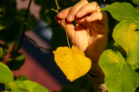 A hand holds a yellow leaf on a branch. High quality photo.の写真素材
