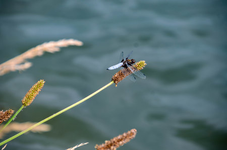 Dragonfly - Broad-bodied Chaser (Libellula depressa) - male resting on reed. Blue flat bellied dragonfly waiting on a stick. High quality photoの写真素材