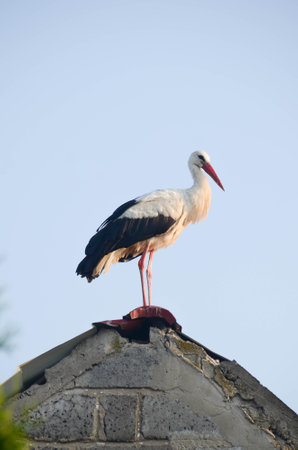 A stork stands in its nest, Builds the nest. A dramatic blue sky in the background. copy-space. High quality photoの写真素材