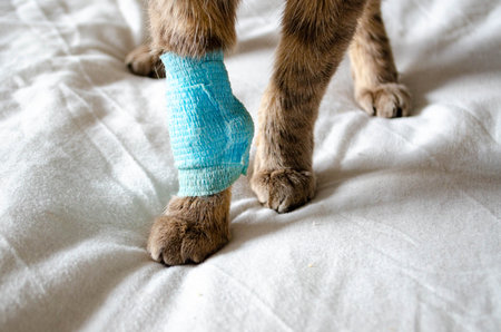 Sick cat with Saline intravenous in the animal hospital. The cat's paw is tied to the infusion therapy table. The paw is bandaged . High quality photoの写真素材
