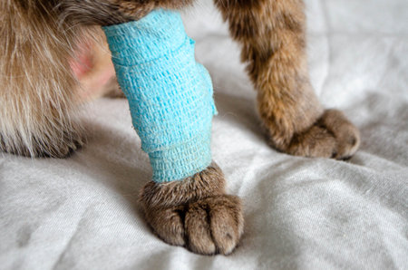 Sick cat with Saline intravenous in the animal hospital. The cat's paw is tied to the infusion therapy table. The paw is bandaged . High quality photoの写真素材