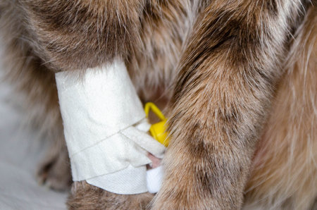 Sick cat with Saline intravenous in the animal hospital. The cat's paw is tied to the infusion therapy table. The paw is bandaged . High quality photoの写真素材