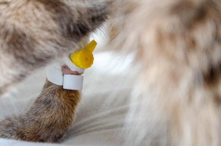 Sick cat with Saline intravenous in the animal hospital. The cat's paw is tied to the infusion therapy table. The paw is bandaged . High quality photoの写真素材