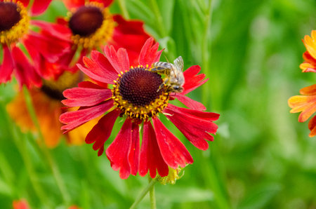A bee sitting Helenium Moerheim Beauty sneezeweed in flower during the summer months. Wetern Honey Bee Apis mellifera on helenium flower. High quality photoの写真素材