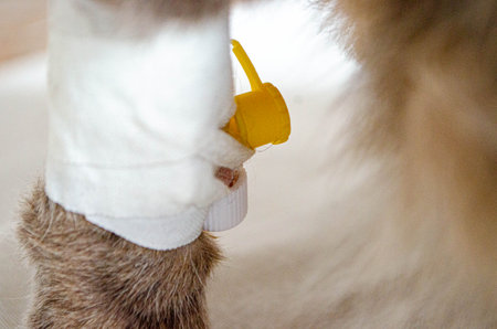 Sick cat with Saline intravenous in the animal hospital. The cat's paw is tied to the infusion therapy table. The paw is bandaged . High quality photoの写真素材