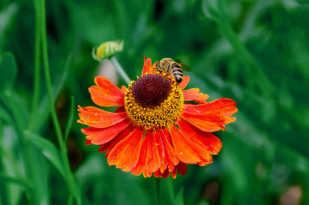 A bee sitting Helenium Moerheim Beauty sneezeweed in flower during the summer months. Wetern Honey Bee Apis mellifera on helenium flower. High quality photoの写真素材