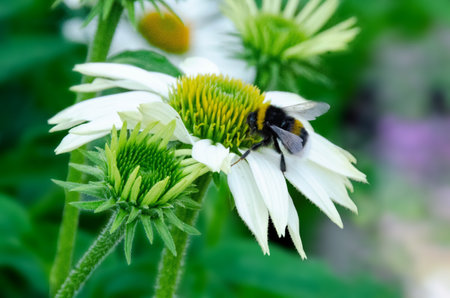 Honey bee covered in pollen in the middle of a yellow and white daisy. High quality photoの写真素材