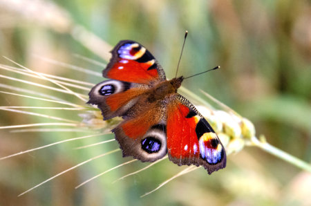 Aglais io or European Peacock Butterfly or Peacock. Butterfly on flower. A brightly lit red-brown orange butterfly with blue lilac spots on its spread wings sits on a flower in sunlight. High quality photoの写真素材