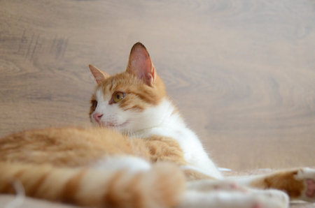 Felis silvestris forma catus, Domestic-cat, red-white, lying. Close up, Orange cat licks her arms clear image of cat tongue. High quality photoの写真素材