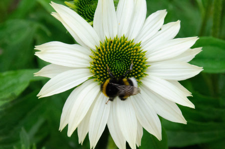 Bumble bee covered in pollen in the middle of a white flower with green center. High quality photoの写真素材