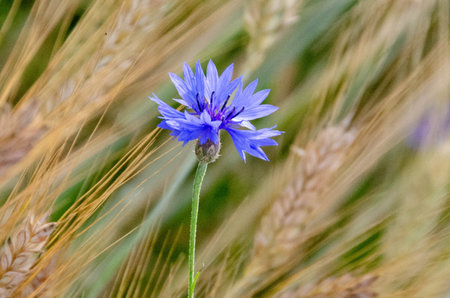 Blue flowers cornflowers in the garden. Birthday card, Mother's Day card, invitation. Copy space, pattern, wallpaper, banner, cover, mockup, for your design, horizontal. High quality photoの写真素材