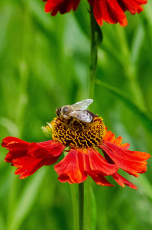A bee sitting Helenium Moerheim Beauty sneezeweed in flower during the summer months. Wetern Honey Bee Apis mellifera on helenium flower. High quality photoの写真素材