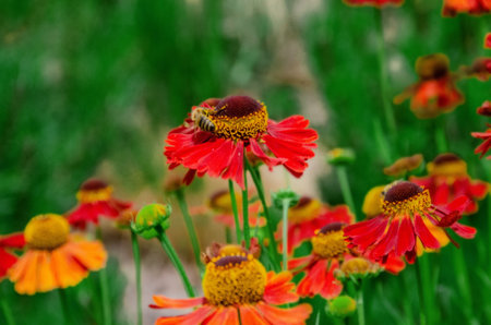 A bee sitting Helenium Moerheim Beauty sneezeweed in flower during the summer months. Wetern Honey Bee Apis mellifera on helenium flower. High quality photoの写真素材