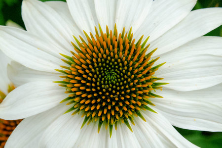 Flower echinaceae angustifilia macro background fine art in high quality compositae family. High quality photoの写真素材
