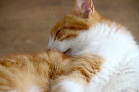 Felis silvestris forma catus, Domestic-cat, red-white, lying. Close up, Orange cat licks her arms...