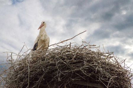 A stork stands in its nest, Builds the nest. A dramatic blue sky in the background. copy-space. High quality photoの写真素材