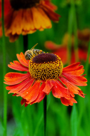 A bee sitting Helenium Moerheim Beauty sneezeweed in flower during the summer months. Wetern Honey Bee Apis mellifera on helenium flower. High quality photoの写真素材