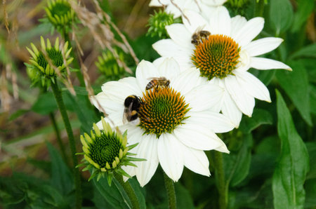 Bees covered in pollen in the middle of white flowers. High quality photo