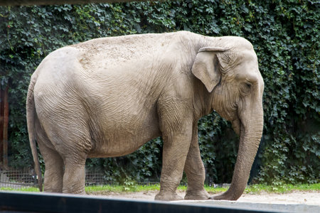 Asian elephant stand. Elephant wildlife animal lovely cute and clever. tourist traveling and visit pachyderm family village park. High quality photoの写真素材