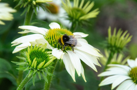 Honey bee covered in pollen in the middle of a yellow and white daisy. High quality photoの写真素材