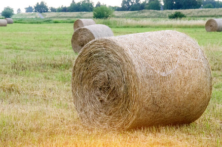 Hay bales. Hay bales are stacked on the field in large stacks. Harvesting in agriculture. High...