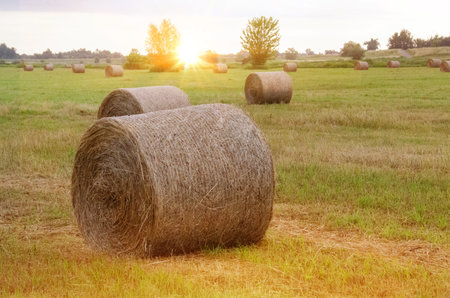 Hay bales. Hay bales are stacked on the field in large stacks. Harvesting in agriculture. High...